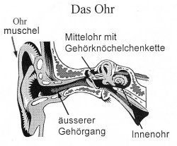 ohr.jpg (13815 Byte)